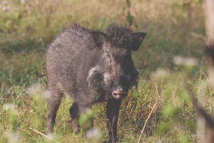 Wild Pigs Threaten Farms Across North America