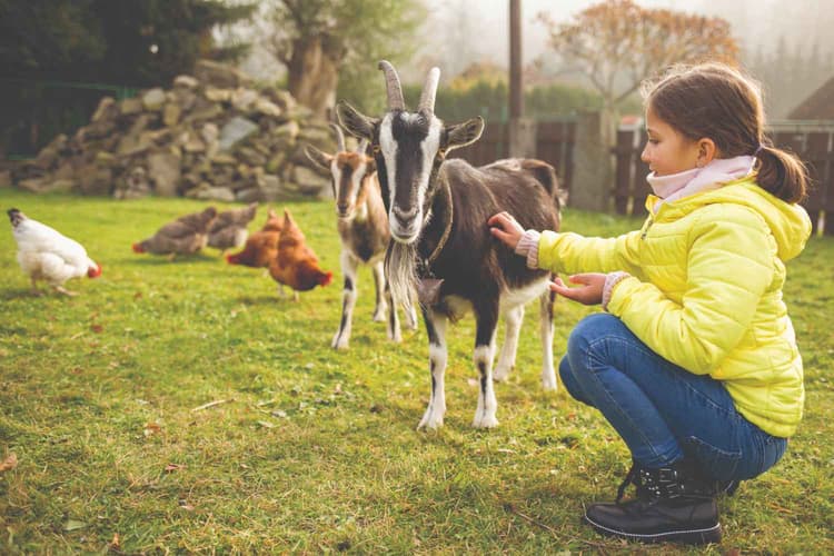 Funding Opportunities for Farm Diversification