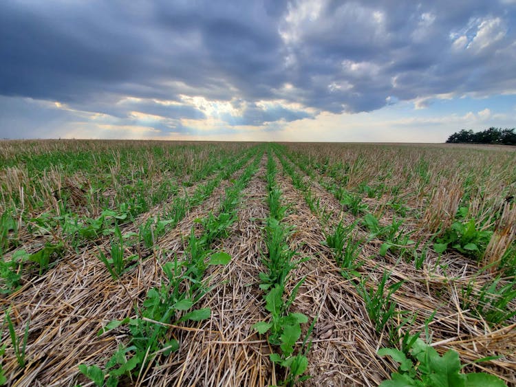 Cover Crops: A Green Solution to Combat Climate Change