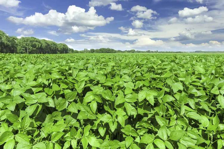 Plant Breeder Boosts Soybean Diversity, Develops Soybean Rust-Resistant Plant