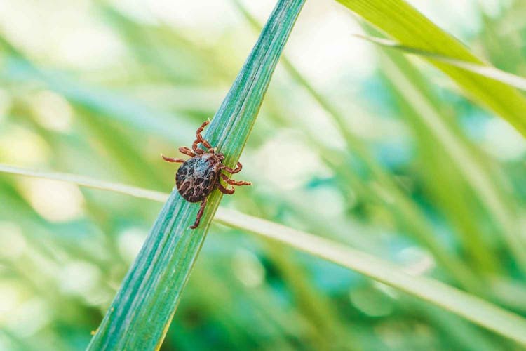 Reducing the Risk of Lyme Disease