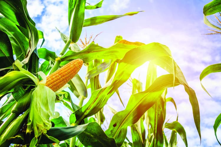 Is Corn a Good Buy or Goodbye?