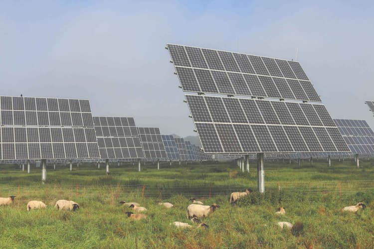 How Livestock Keep Solar Farms Green