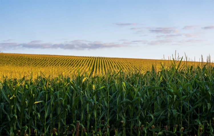 Corn Growers Secure Victory in USMCA Dispute Over Mexico's GM Corn Ban