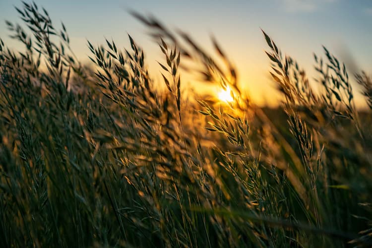 National Wheat Foundation and BASF Award $5,000 in Scholarships to Agriculture Students