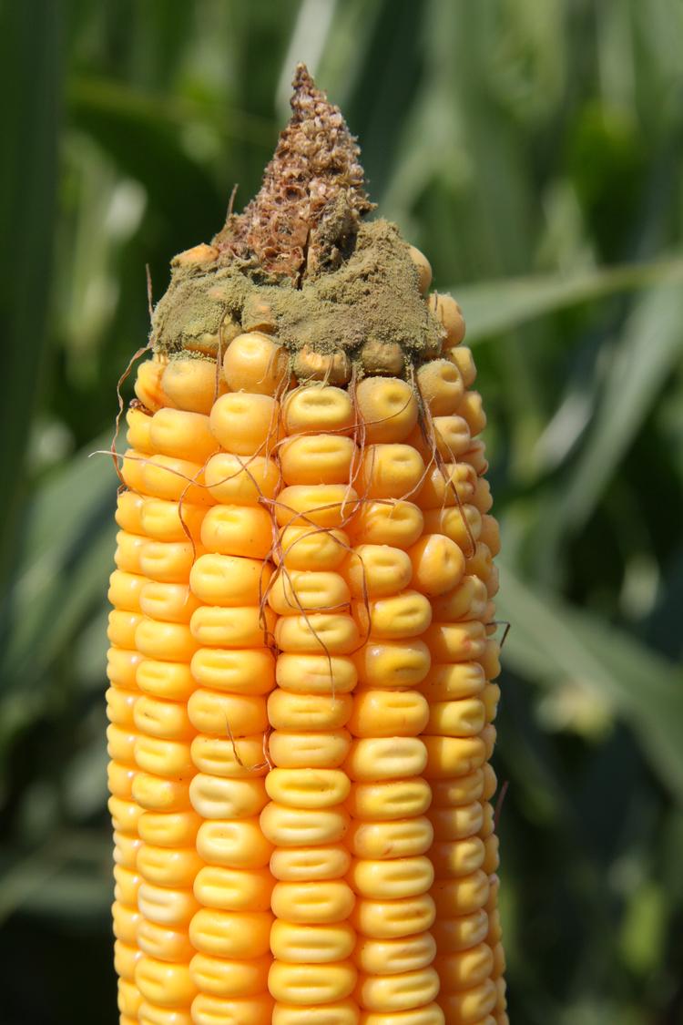 Website Helps Farmers Identify, Respond To Corn Ear Rots