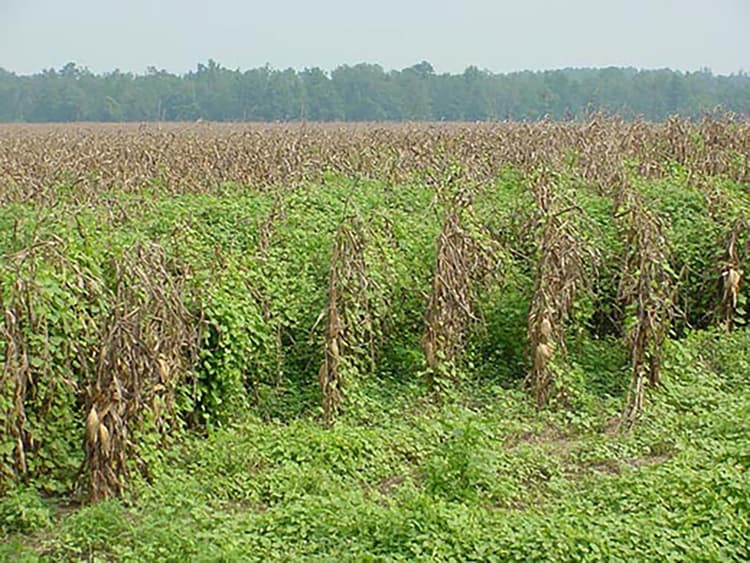 UGA Weed Scientist Helping corn Growers Combat Morning Glory Weed