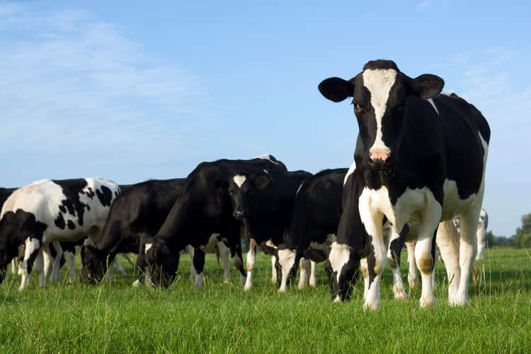 UF/IFAS Finds Way To Reduce E. coli in Cows, Improving Food Safety