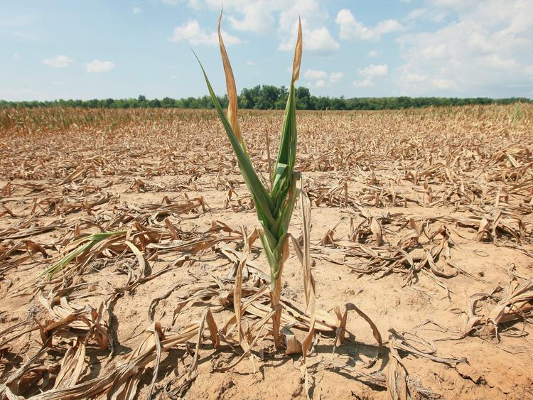 UF/IFAS study: Model may help growers mitigate costly droughts