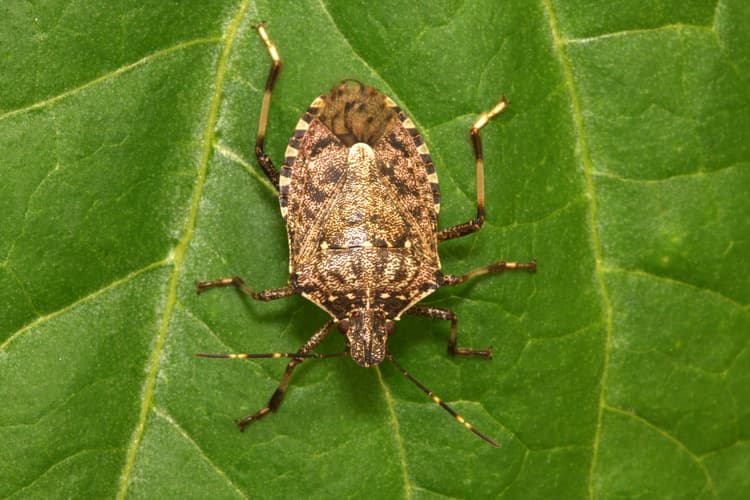 Mild Winter Means Stinkbugs Could Threaten Soybeans