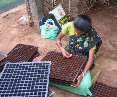 Virginia Tech Ag Program Turns Coconut Dust into Seedling Gold