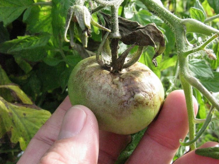 UF/IFAS finding could help farmers stop potato, tomato disease