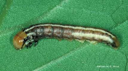 Stalk Borers Are Migrating to Corn