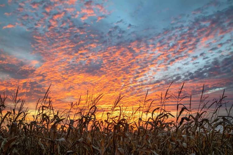 Corn, Soybeans and Common Sense