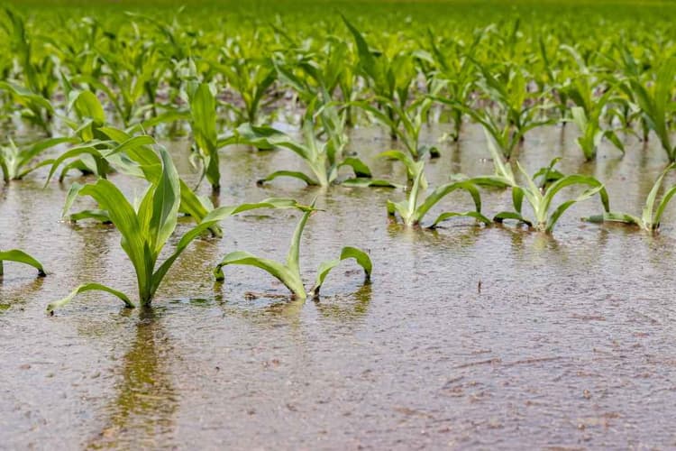 USDA Issues Second Disaster Payment, Extends SDRP Deadline