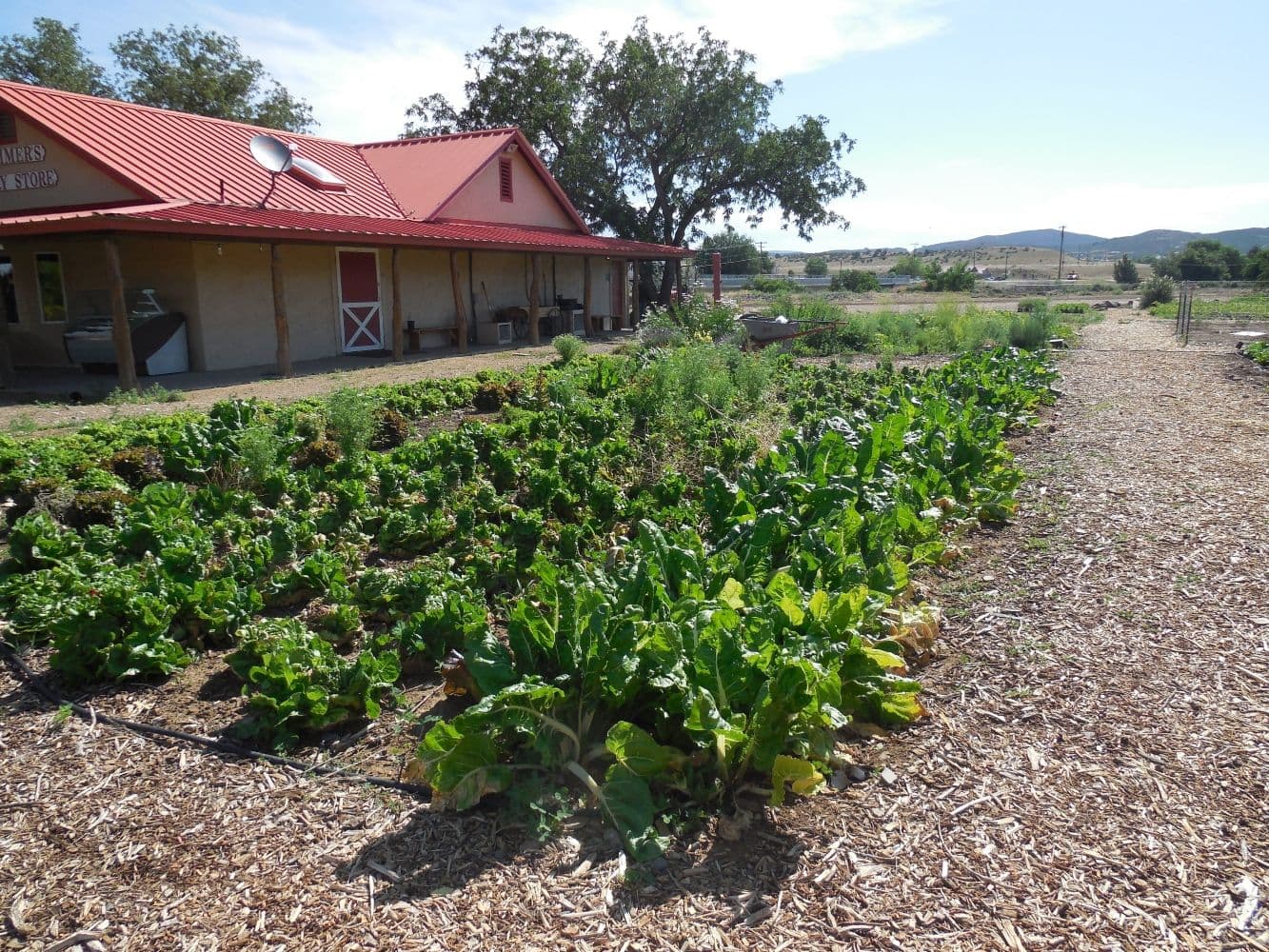garden in a dry field